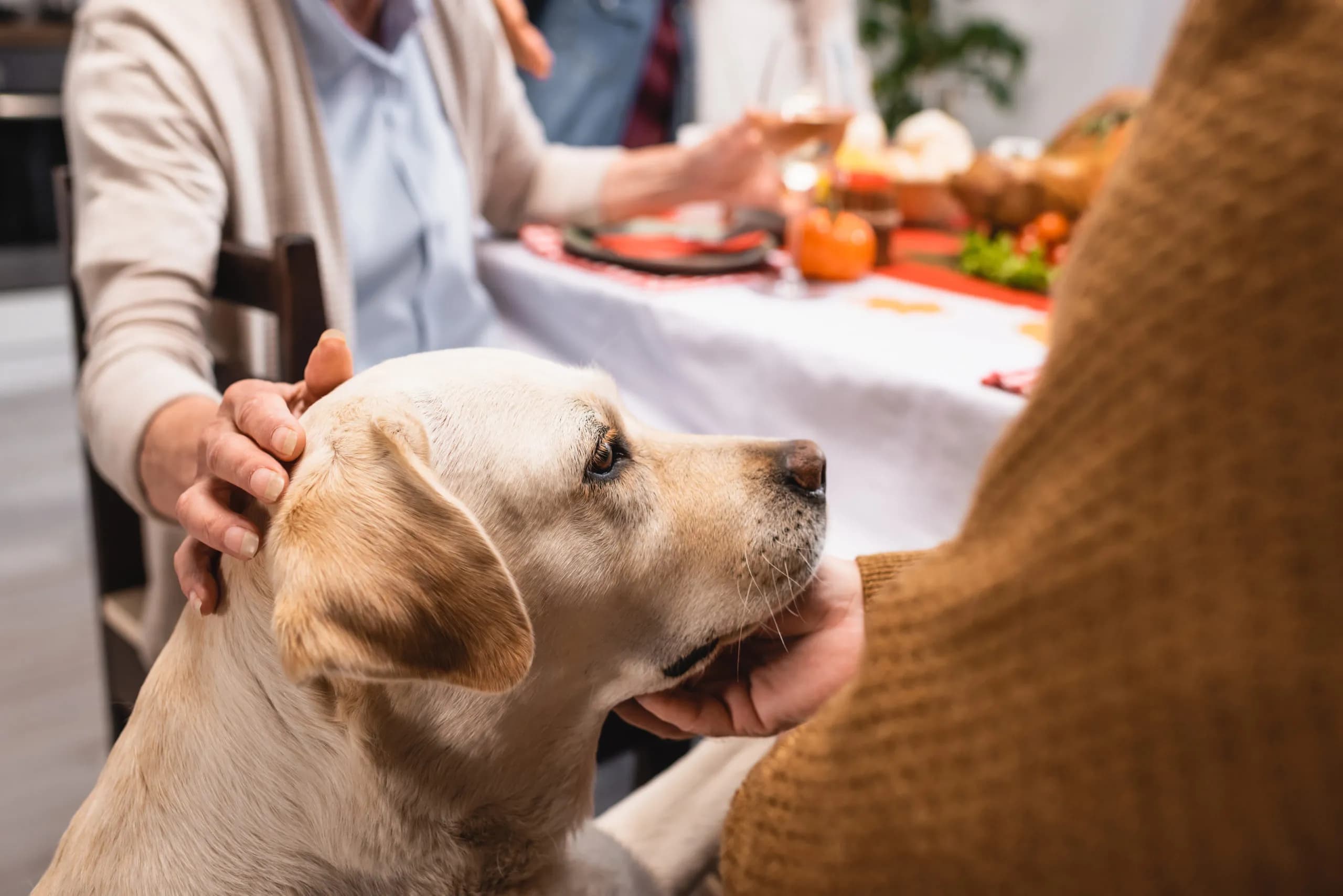 Raw Diet Solution: How to Combat Diabetes in Pets